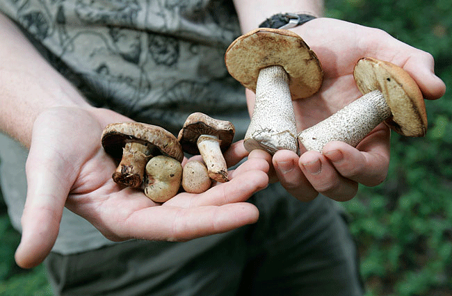 ฝันว่าได้เก็บเห็ด