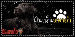 ฝันเห็นหมาดำ