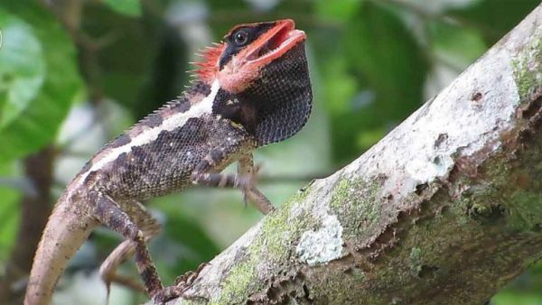  ฝันเห็นกิ้งก่าตัวใหญ่2ตัว