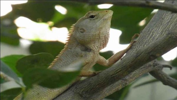  ฝันว่ากิ้งก่าเกาะหลัง