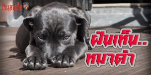 ฝันเห็นหมาดำ