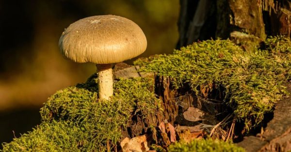  ฝันว่าได้เก็บเห็ดโคน