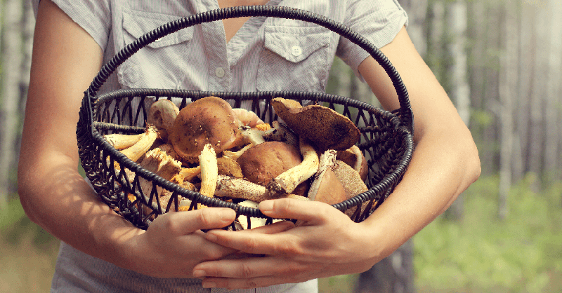  ฝันว่าได้เก็บเห็ดดอกใหญ่