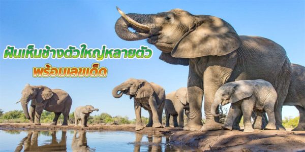 ฝันเห็นช้างตัวใหญ่หลายตัว