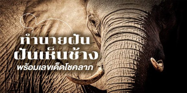 ฝันเห็นช้างตัวใหญ่หลายตัว