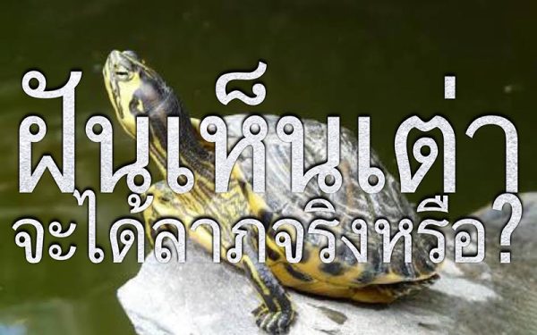 ฝันเห็นเต่าตัวใหญ่1ตัว-punlekded.com