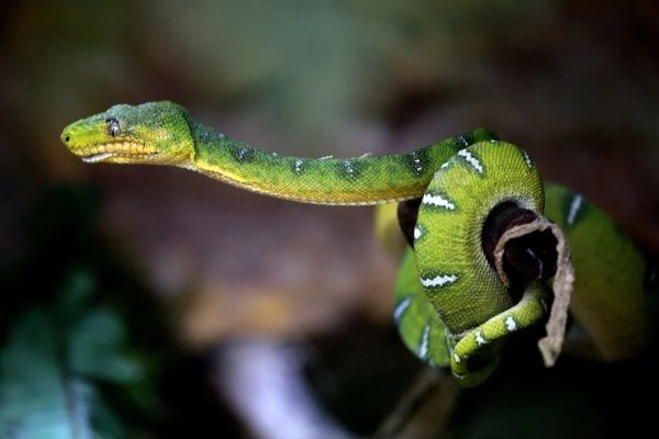 เลขฝันเห็นงู-punlekded