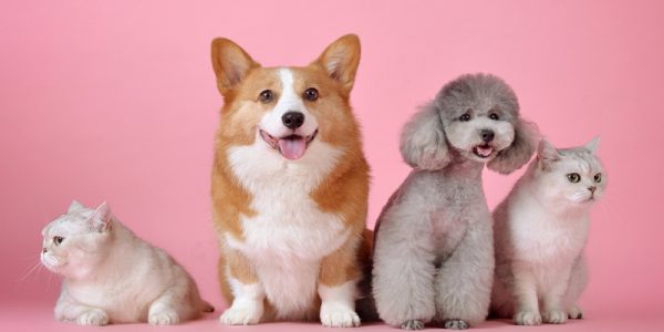 สัญลักษณ์นําโชค ราศี