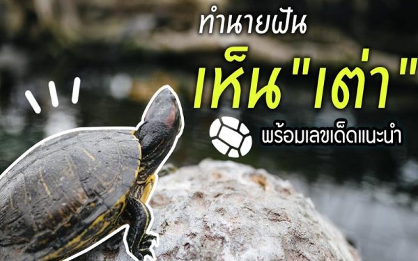 ฝันเห็นเต่า-punlekded.com