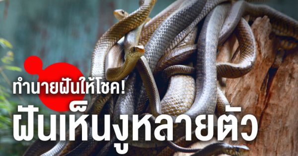 ฝันเห็นงู 3 ตัว