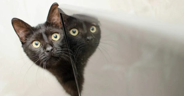 ฝันว่าอุ้มแมว เลขเด็ด