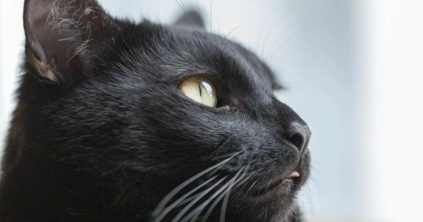 ฝันเห็นแมวดํา1ตัว