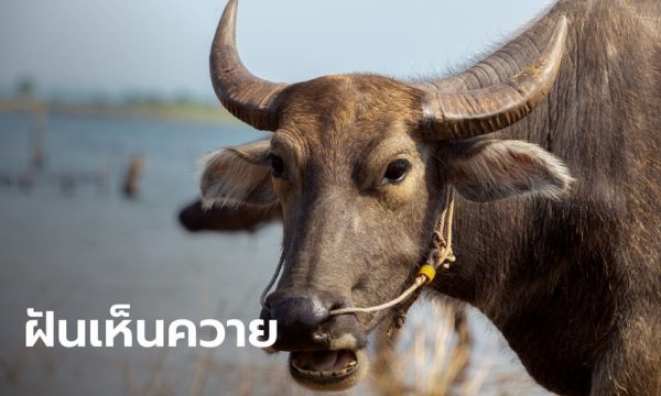 ฝันเห็นควายออกลูก 1 ตัว - punlekded