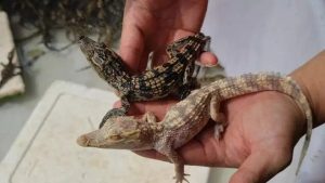 ส่องเลข จระเข้เผือก-punlekded