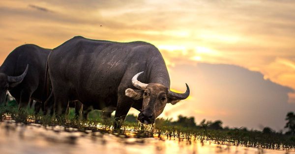 ฝันเห็นควายคลอดลูกแฝด - punlekded