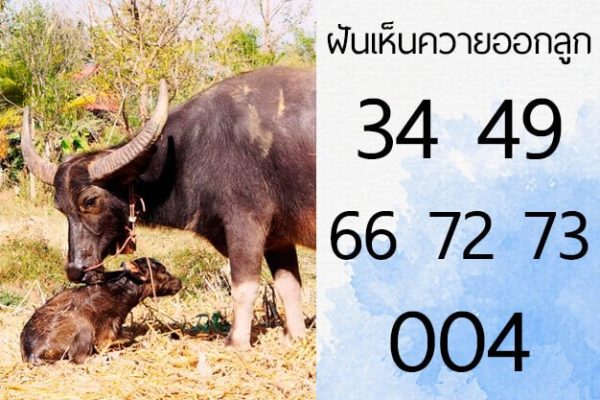 ฝันเห็นรกควาย - punlekded