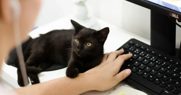 แมวดำอยู่ในห้อง