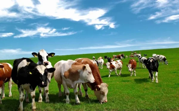 ฝันเห็นวัว-punlekded