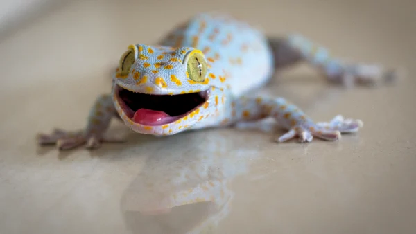 ฝันเห็นตุ๊กแก - punlekded