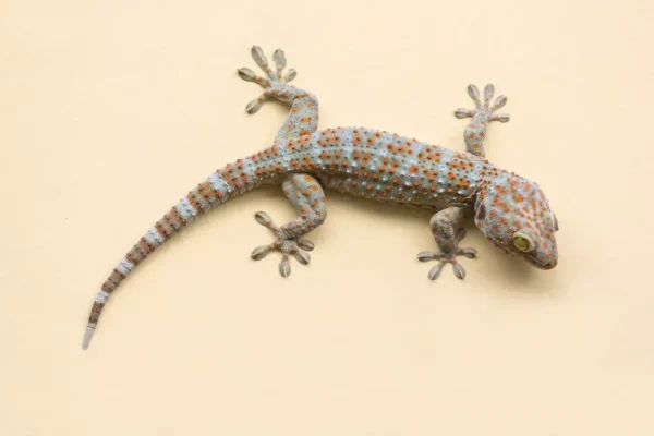 ฝันว่าตุ๊กแกเกาะ เลขเด็ด - punlekded