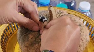 ฝันเห็นองค์ พระศิวะ-"Dream of seeing Lord Shiva"