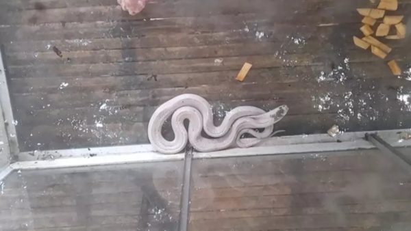 งูเห่าเผือกให้โชค - "large albino snake"