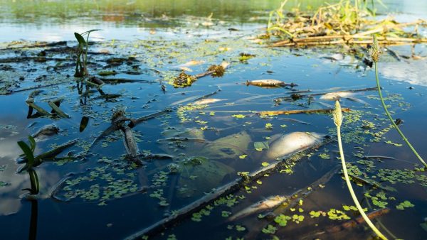 ฝันว่าตกน้ำเน่า -"Dreaming of falling into dirty water"