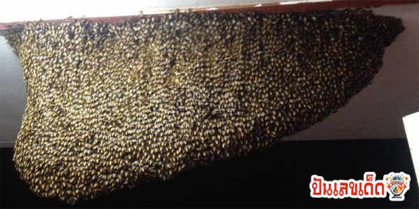 ผึ้งมาทํารังในบ้าน เลขเด็ด-"Bees come to make a nest in the house. Lucky number."