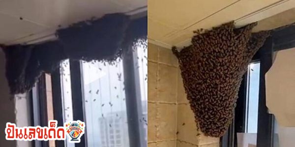 ผึ้งทำรังในบ้าน-"Bees nest in the house"