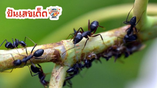 ฝันเห็นมดเดินเป็นแถว-''Dream of seeing ants walking in a row''