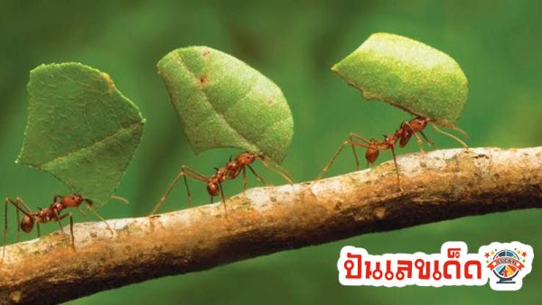 ฝันเห็น มดเดินเป็นแถวเลขเด็ด-''Dreaming of seeing ants walking in a row is a lucky number''