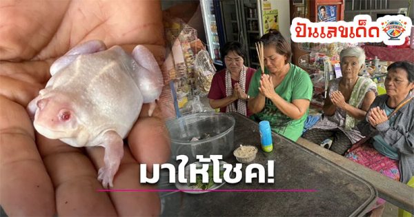 เลขเด็ด อึ่งเผือก-"Lucky number Ung-Phueak"