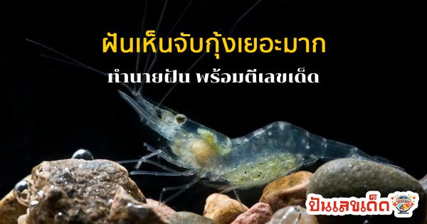 ฝันเห็นจับกุ้งเยอะมาก-''Dreamed of catching a lot of shrimp''