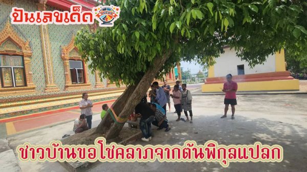 ความเชื่อ ต้นพิกุลแปลก-"Belief in the strange Pikun tree"