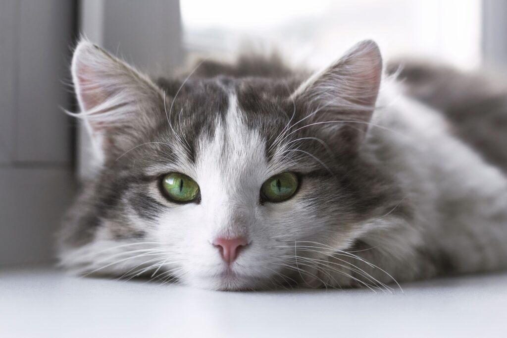 ปันเลขฝัน ทำนายฝัน แมว dream cat