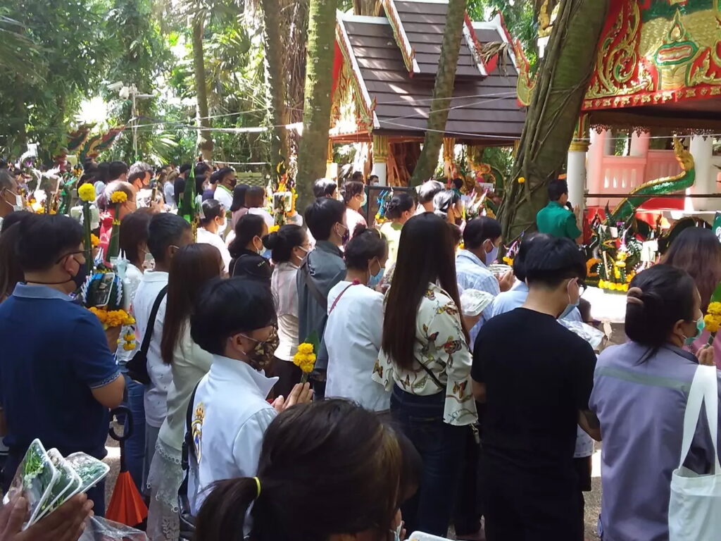 khumchanod คำชะโนด ราก มะเดื่อ