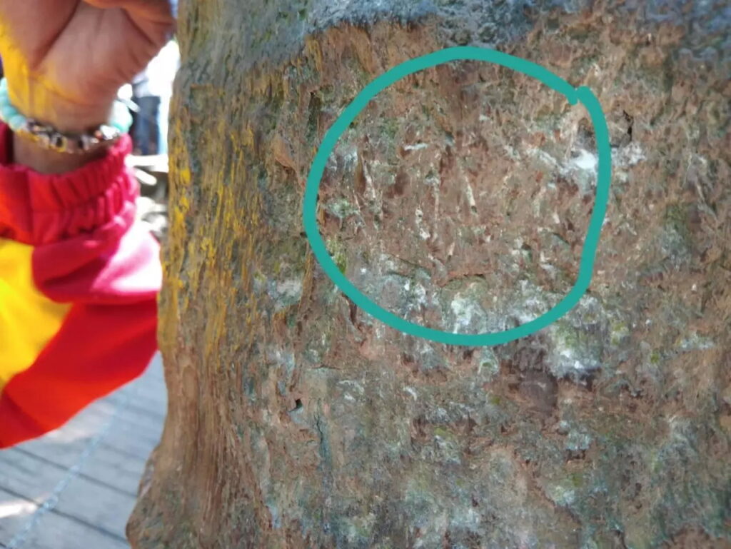เลขเด็ดคำชะโนด