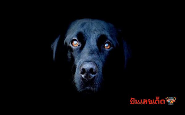 ฝันเห็นหมาดำ 19/12/65