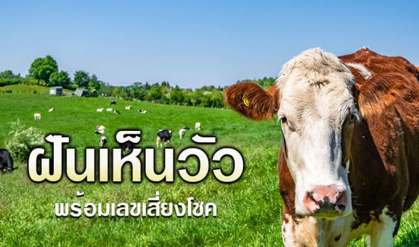 ฝันเห็นวัว เฮง99