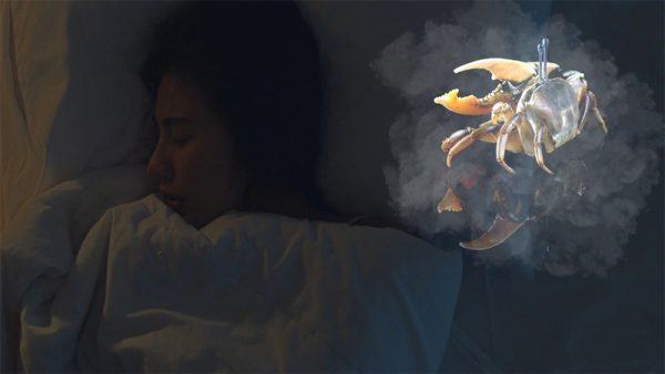 ฝันเห็นปูเยอะมากเลขเด็ด