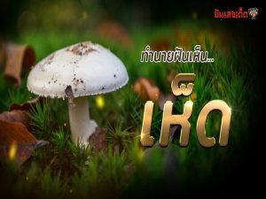 ฝันว่าได้เก็บเห็ดปลวก