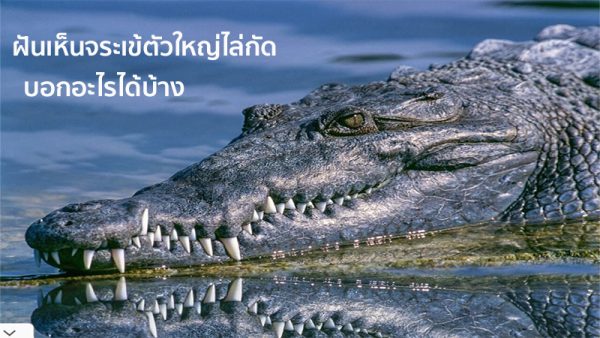 ฝันเห็นจระเข้ตัวใหญ่ไล่กัด