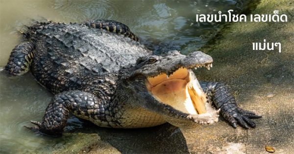 เลขนำโชค ฝันเห็นจระเข้ตัวใหญ่ไล่กัด