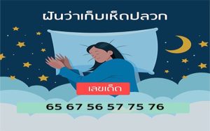 ฝันได้เก็บเห็ดปลวกเยอะมาก