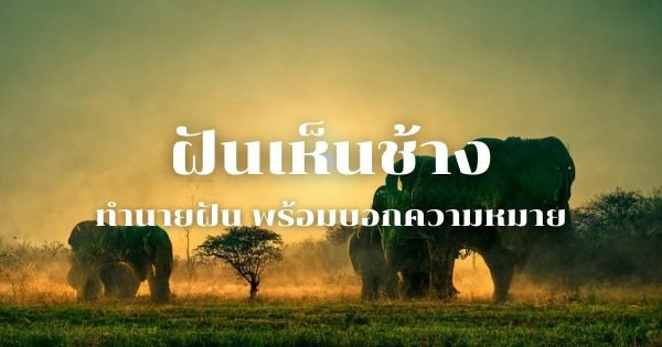 ฝันเห็นช้างถูกหวย 