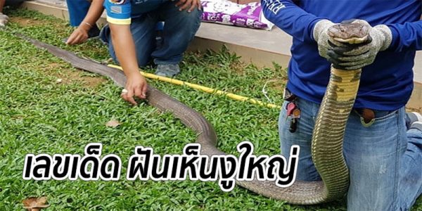 ฝันเห็นงูใหญ่ 1 ตัว-punlekded.com 