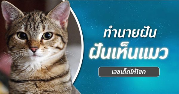 ฝันเห็นแมว 1 ตัว