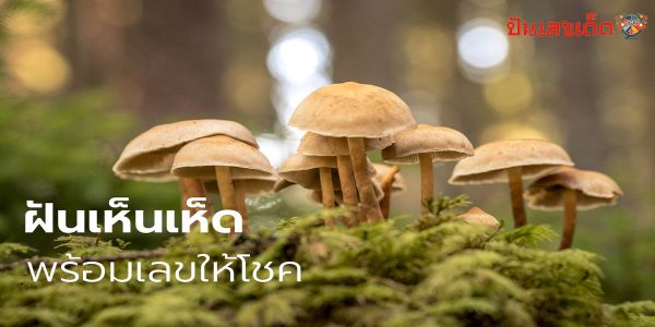 ฝันว่าได้เก็บเห็ดปลวก ฝันว่าเก็บเห็ด เลขเด็ด ทำนายฝัน มีความหมายว่าอะไร