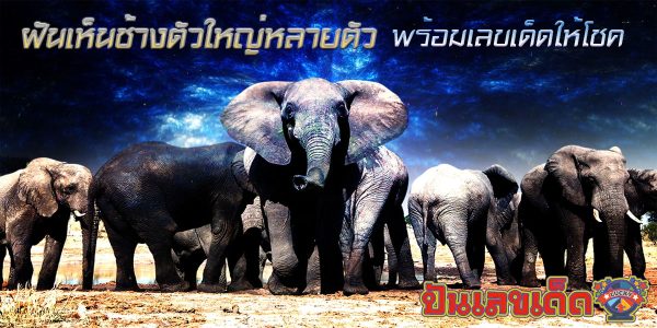 ฝันเห็นช้างตัวใหญ่หลายตัว ฝันเห็นช้าง ฝันว่าได้ขี่ช้าง มีคำทำนายฝันว่าอย่างไร พร้อมเลขเด็ดให้โชค