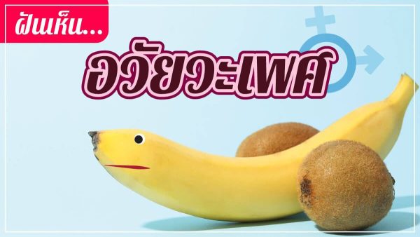 ฝันเห็นอวัยวะเพศ-punlekded